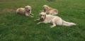  psí porada v trávě (Dori,Golďa a Carry)