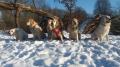  účastníci lednové procházky v Pce - naše holky, Dori, Happy a Harry