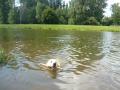 plavec Bady - Labe Pce