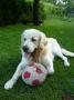 Bady