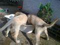 Bady, Dorotka - srpen 2011