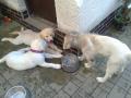 Nelinka, Dorotka a Bady