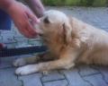 poslední chvíle života - Careček srpen 2011
