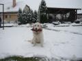 Nelinka s ukázkovým aportem - 12/2012