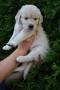 Gessie