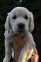 Gessie