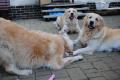 Carry s Dori, Enži a Goldie - 17.9.2014