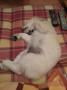 Selma (Gessie)