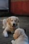 Dori a Goldie