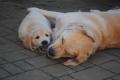 Goldie s Dorotkou