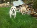 Goldie s mámou
