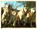zleva Dori, Goldie, Carry,Enži - 4.11.2014