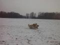 Tobi, Carry a Dorotka si užívají sněhové nadílky 31.12.2014