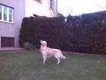 Tobi