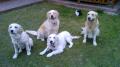 zleva Goldie, Dorotka, Glen a Tobi