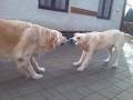 Dorotka a Goldie