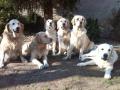 rodinné foto - zleva Enži, Tobi,Goldie,Dori,Carry a Glen