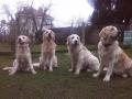 zprava: Carry, Glen, Tobi, Goldie 3/15