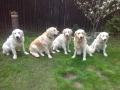 zleva Glen,Carry, Goldie,Tobi a Maggie