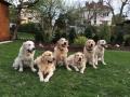 Tobi (druhý zleva) s Glenem,Enži,Dori,Carry a Goldie
