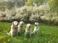 jarní foto - zprava Goldie, Dorotka, Carry a Enži