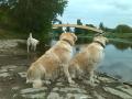 Dorotka s Carrynkou a Goldie