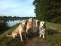 zleva Carry, Tobi, Goldie a Glen - srpen 15, Labe