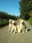 zprava Dorotka, Goldie a Carry