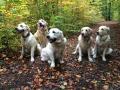 zleva Goldie, Tobi,Glen,Carry a Dorotka -Práčov 10/15