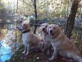 zprava Carry, Dorotka a Goldie