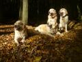 Dori a holky v lese
