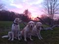Carrynka (vpravo) s Dori a Goldie -12/15