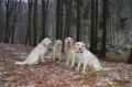 zleva Glen, Dorotka, Tobi a Goldie 1.1.2016