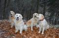 zleva Tobi, Glen, Dori a Goldie - novoroční výlet