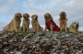 zprava Glen, Tobi,Enži,Dorotka, Goldie a Carry