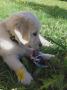 Holly