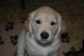 Hugo (Maxík)
