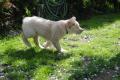 Hugo (Max)