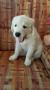 Holly