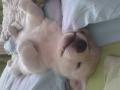 Holly