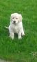 Hessie