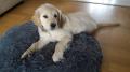 Max (Hugo)
