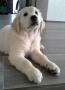 Huck
