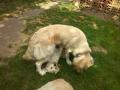 Happy a Goldie