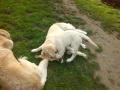 Happy a Goldie