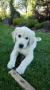 Holly