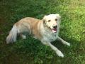 Daisy - 5/16