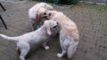 Goldie, Harry a Carry