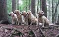 zleva Glen, Tobi, Carry, Dori a Goldie - Práčov