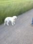 Hellie
